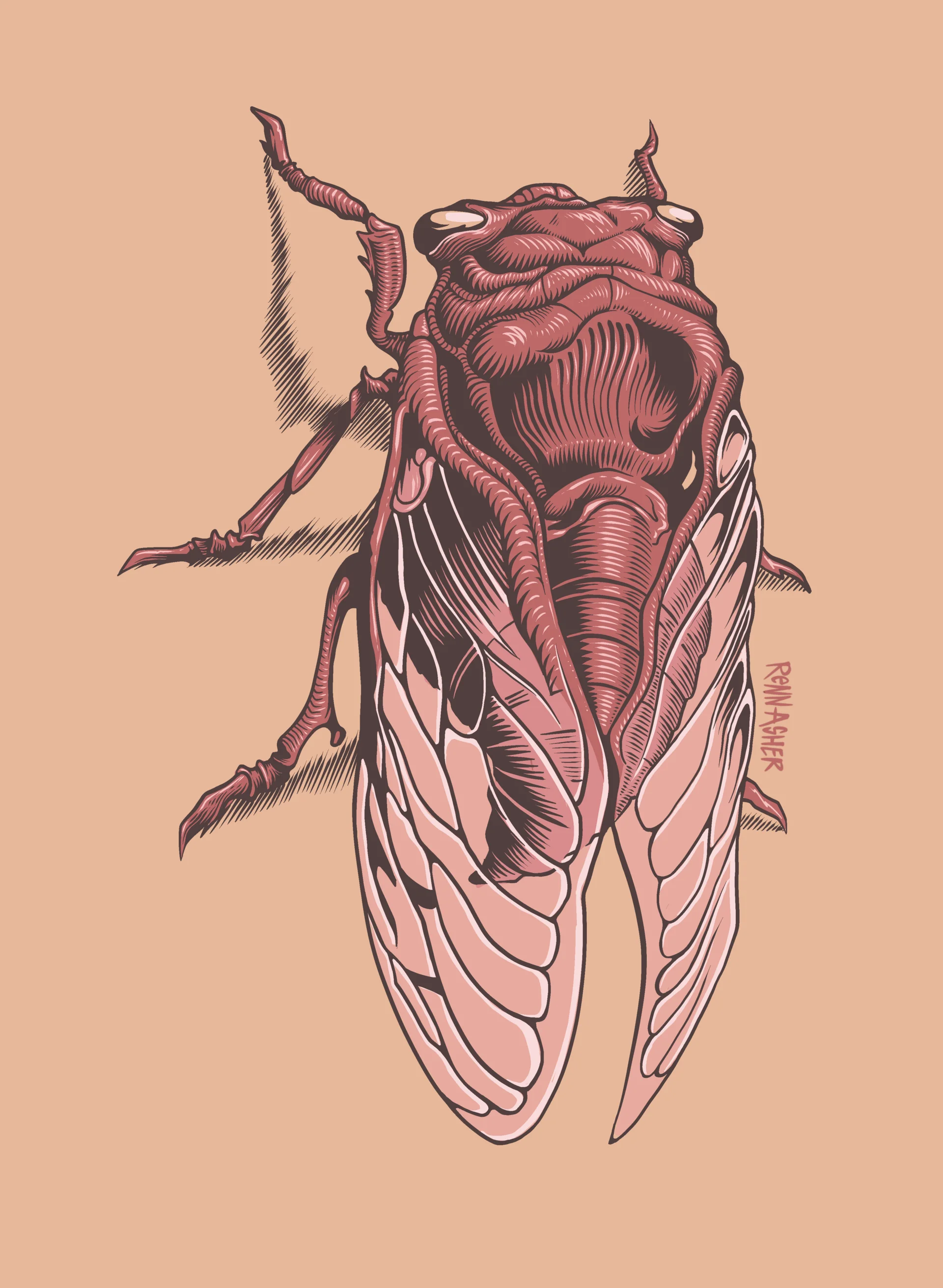 Cicada 2024